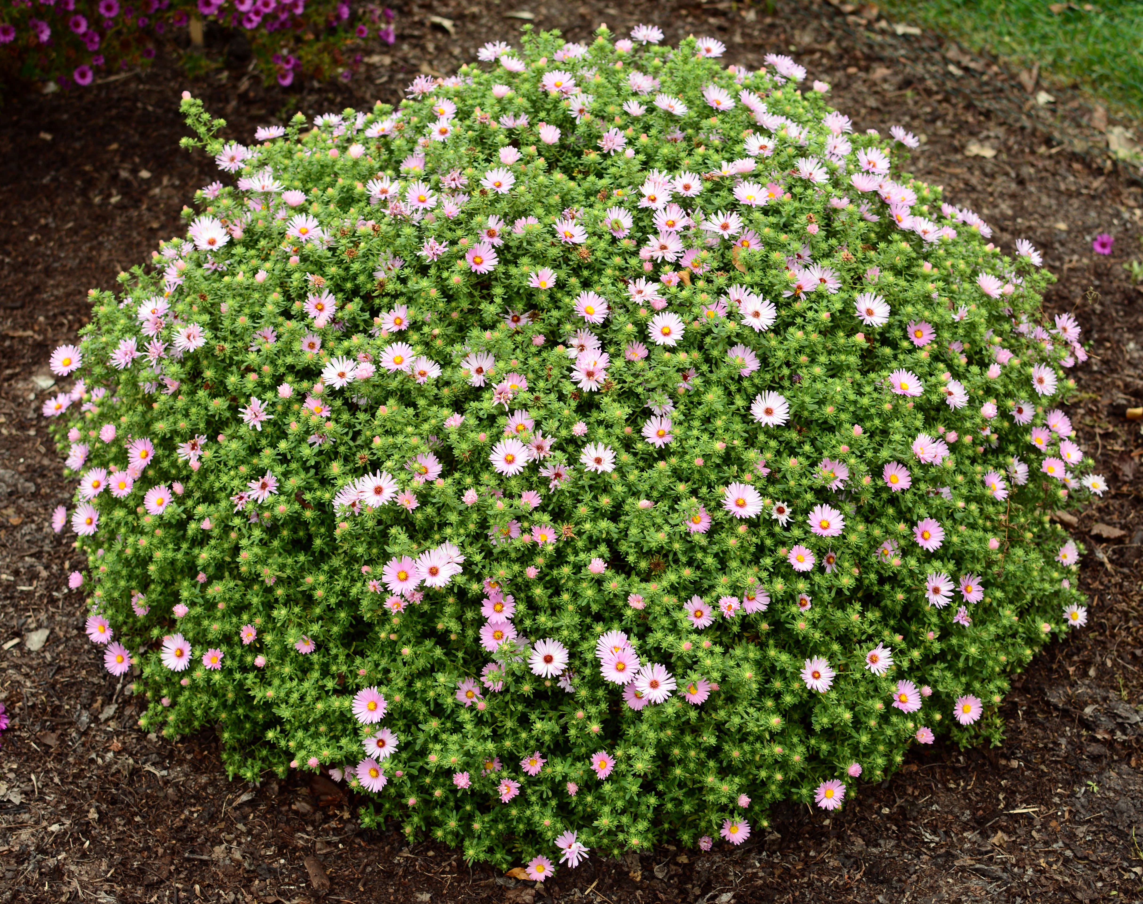 images/plants/aster/ast-billowing-pink/ast-billowing-pink-0004.jpg