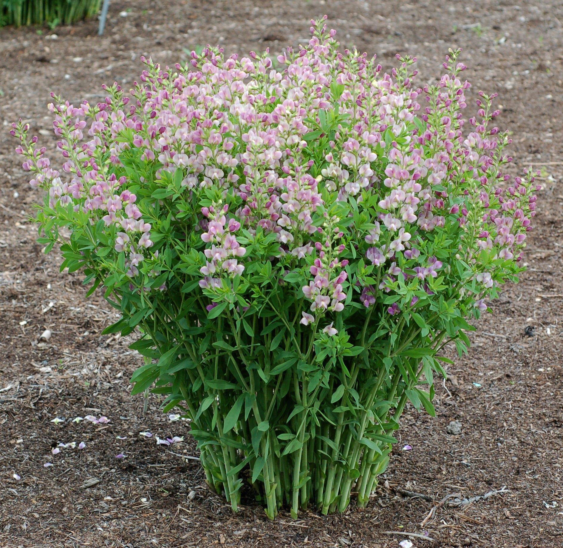 images/plants/baptisia/bap-lavendar-rose/bap-lavendar-rose-0004.jpg