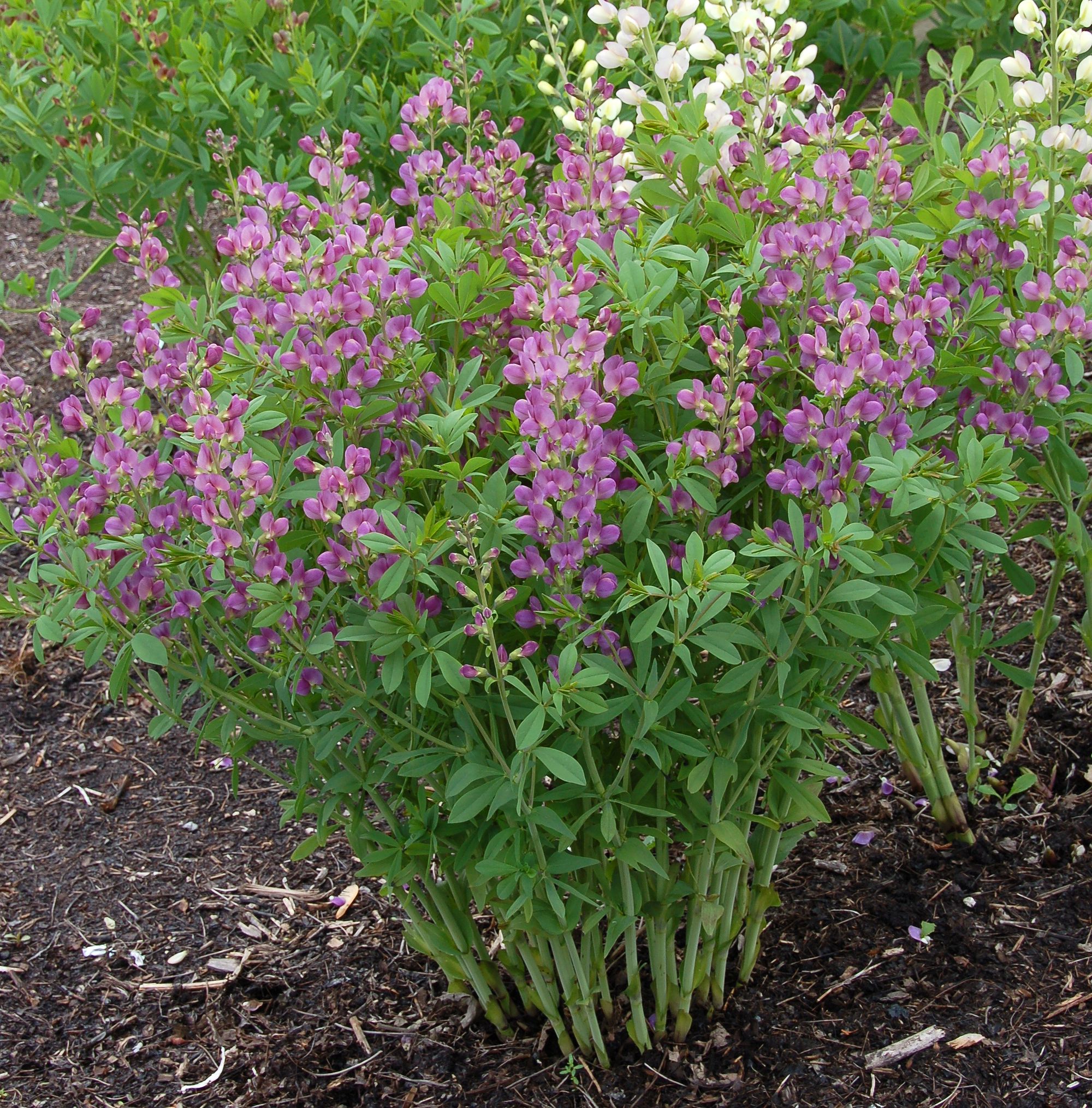 images/plants/baptisia/bap-lavendar-rose/bap-lavendar-rose-0008.jpg