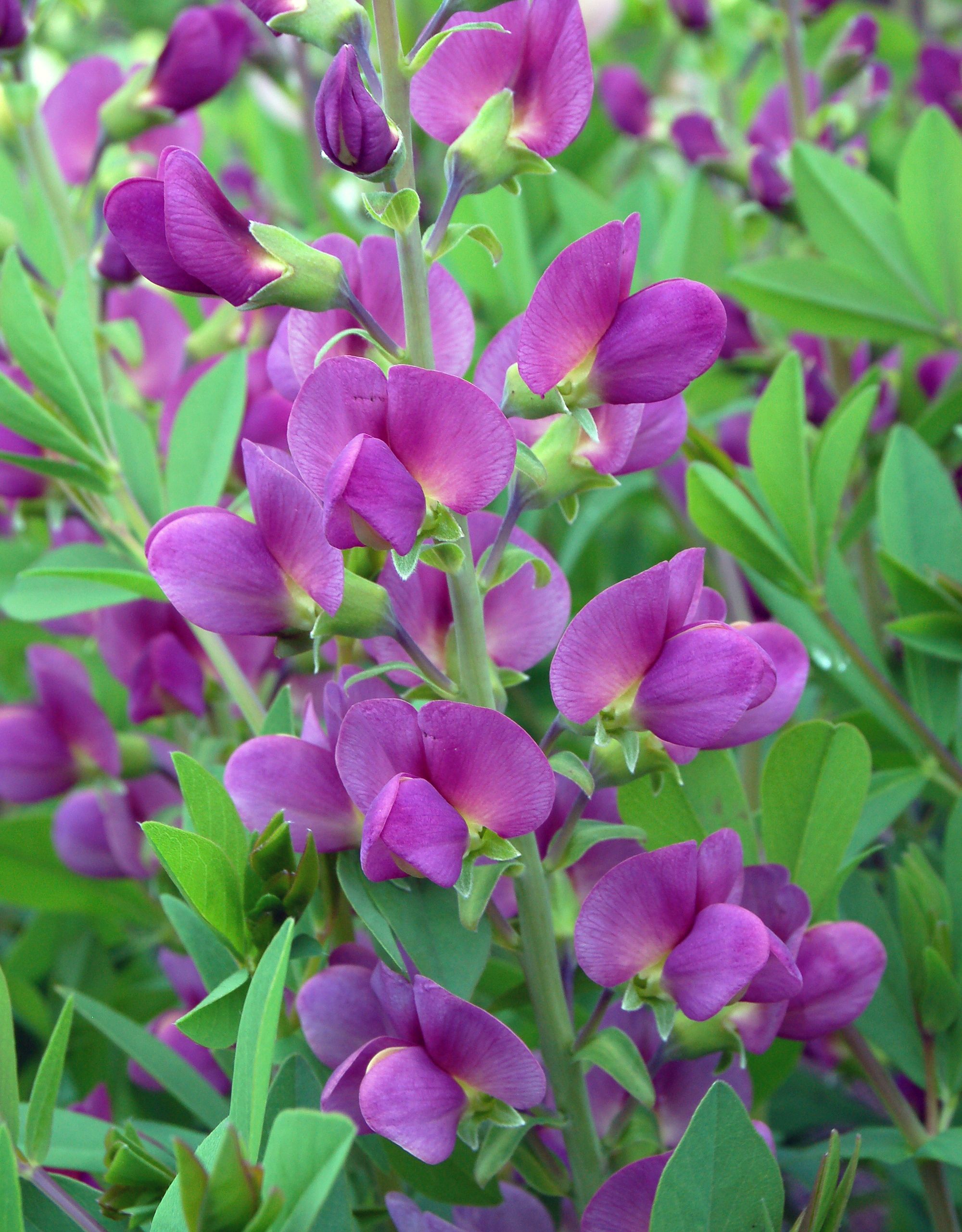 images/plants/baptisia/bap-lavendar-rose/bap-lavendar-rose-0009.jpg