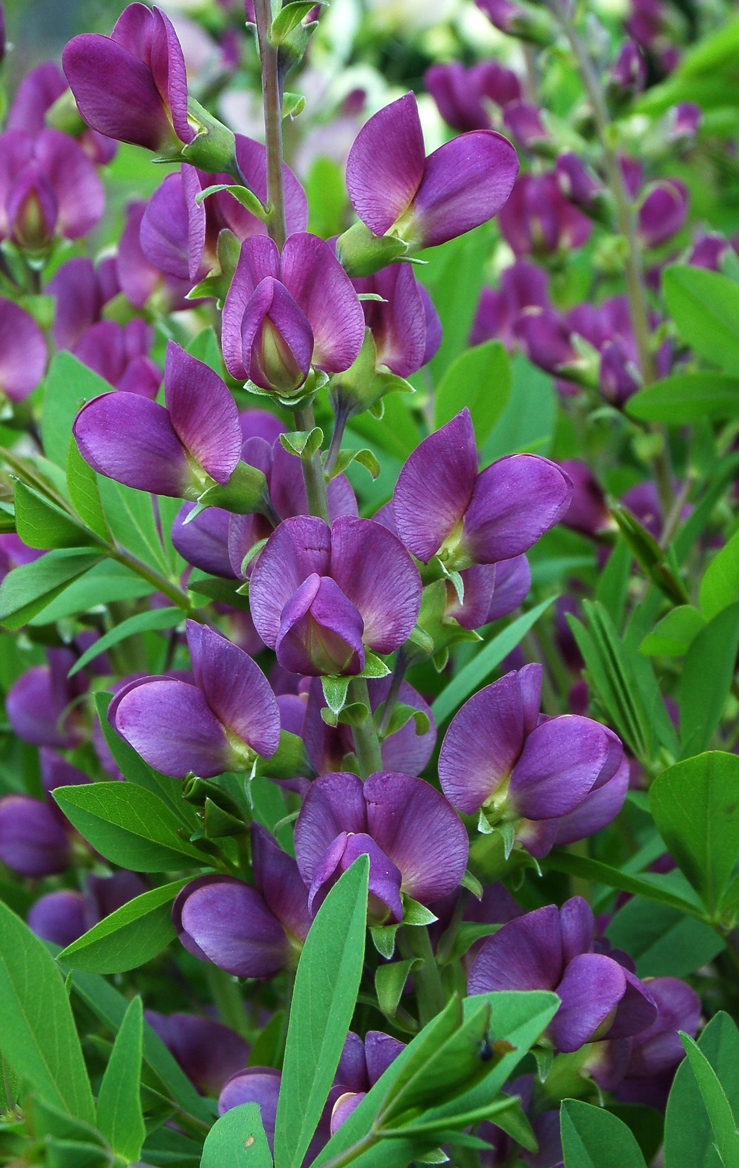 images/plants/baptisia/bap-lavendar-rose/bap-lavendar-rose-0010.jpg