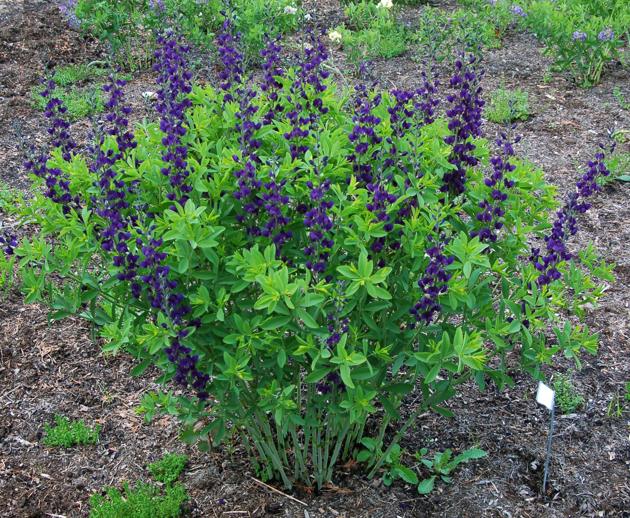 images/plants/baptisia/bap-royal-purple/bap-royal-purple-0001.jpg