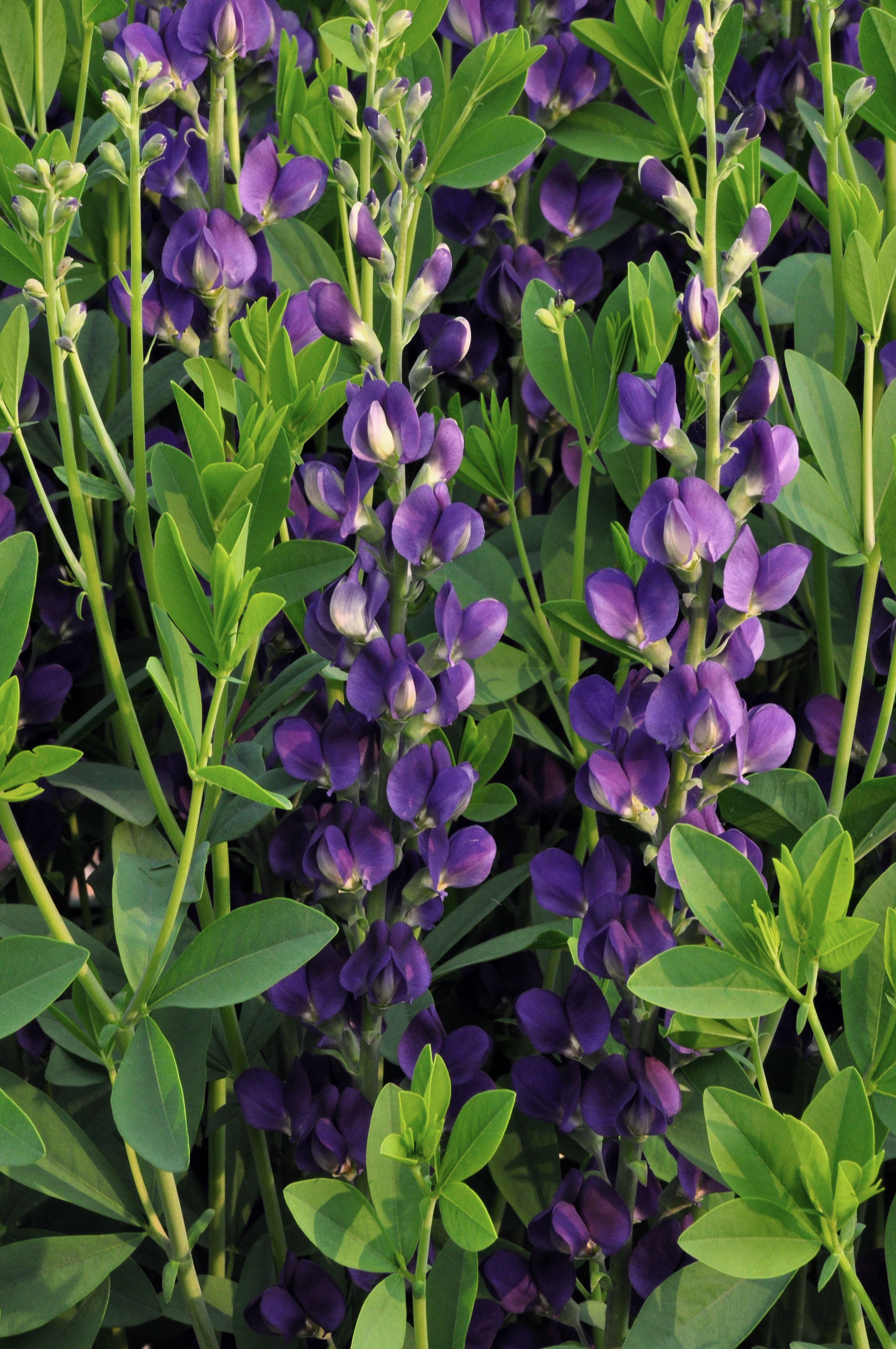 images/plants/baptisia/bap-royal-purple/bap-royal-purple-0004.jpg