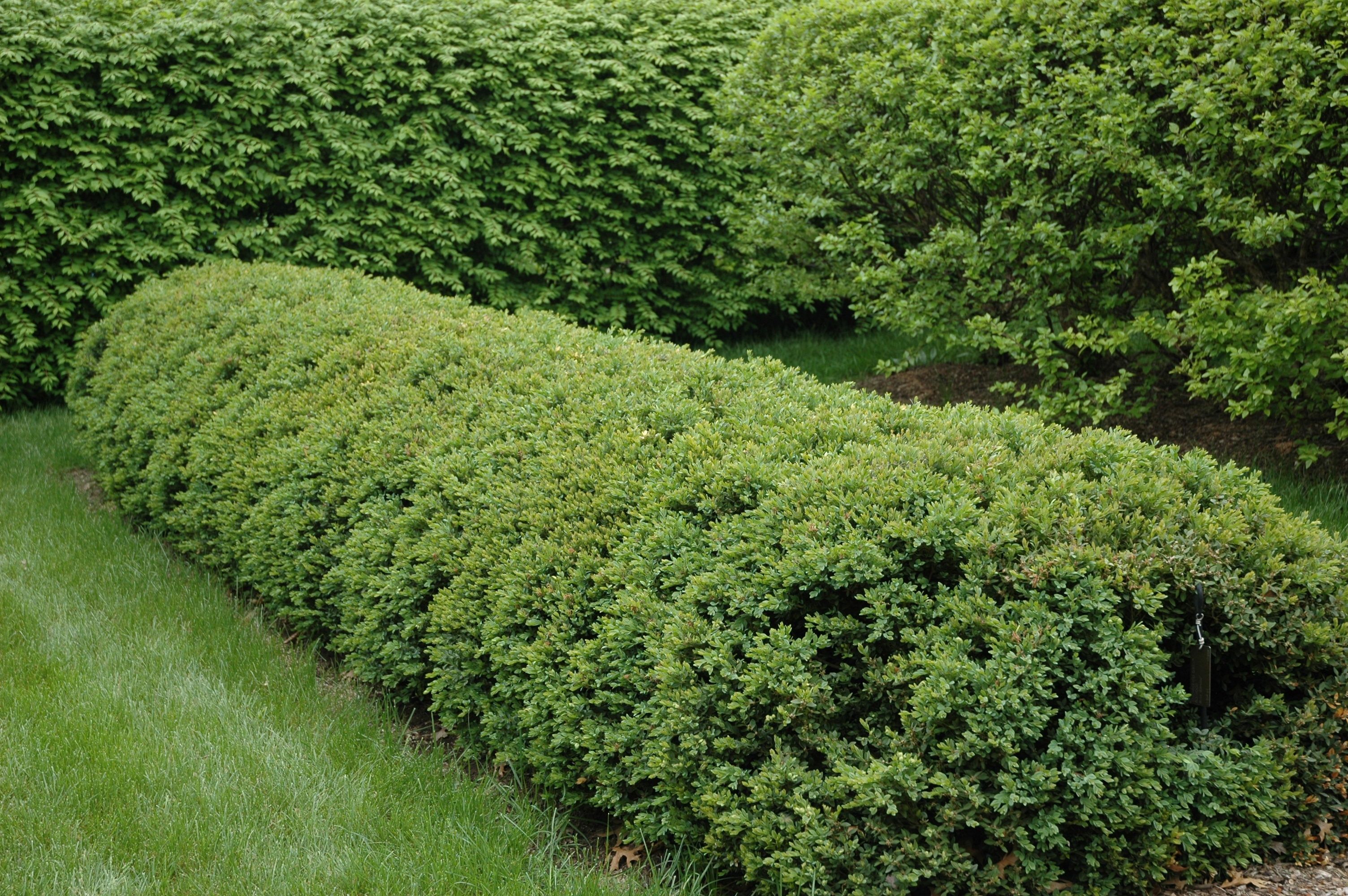 images/plants/buxus/bux-chicagoland-green/bux-chicagoland-green-0001.jpg
