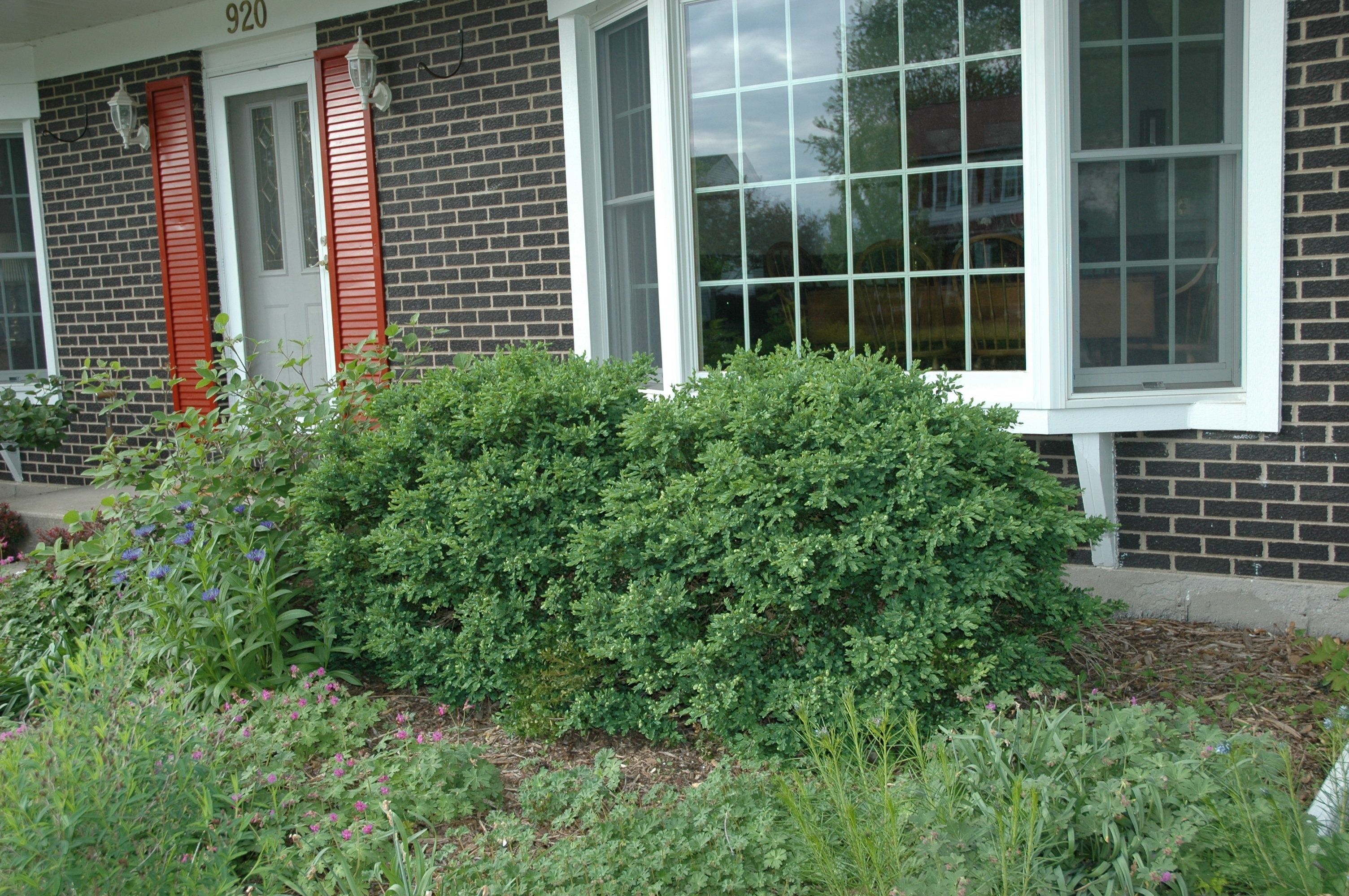 images/plants/buxus/bux-chicagoland-green/bux-chicagoland-green-0006.jpg