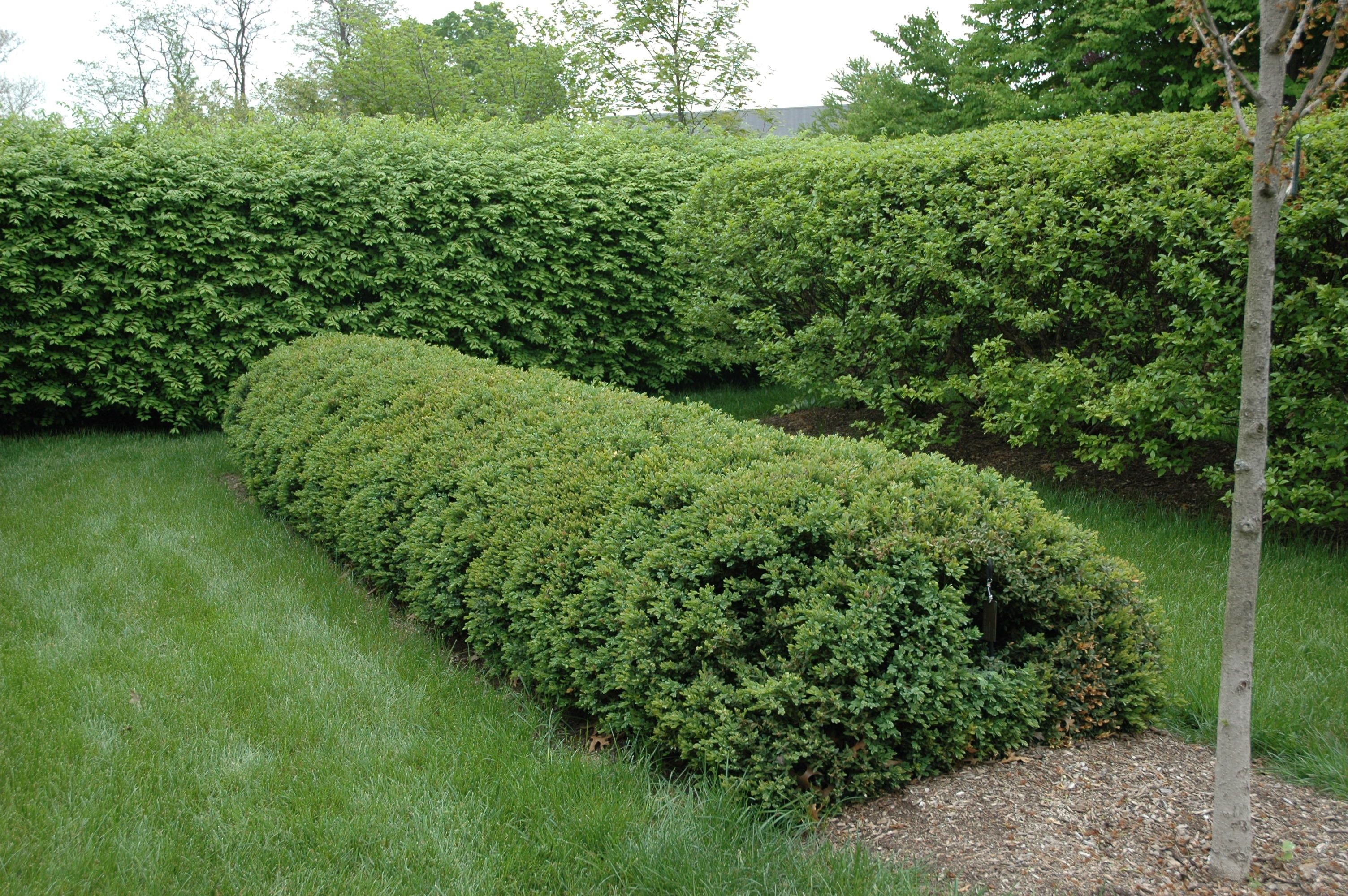 images/plants/buxus/bux-chicagoland-green/bux-chicagoland-green-0010.jpg