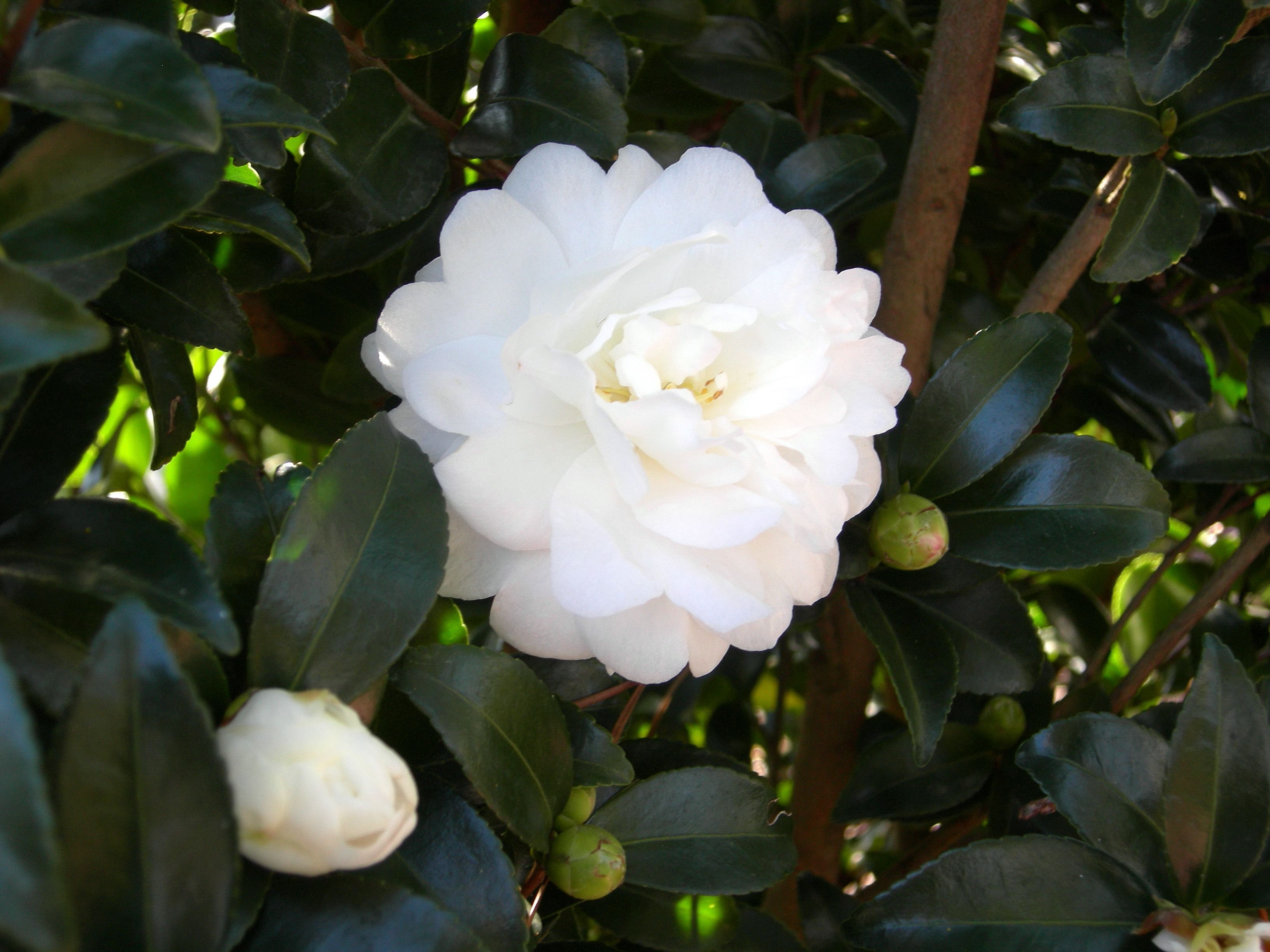 images/plants/camellia/cam-october-magic-bride/cam-october-magic-bride-0003.jpg