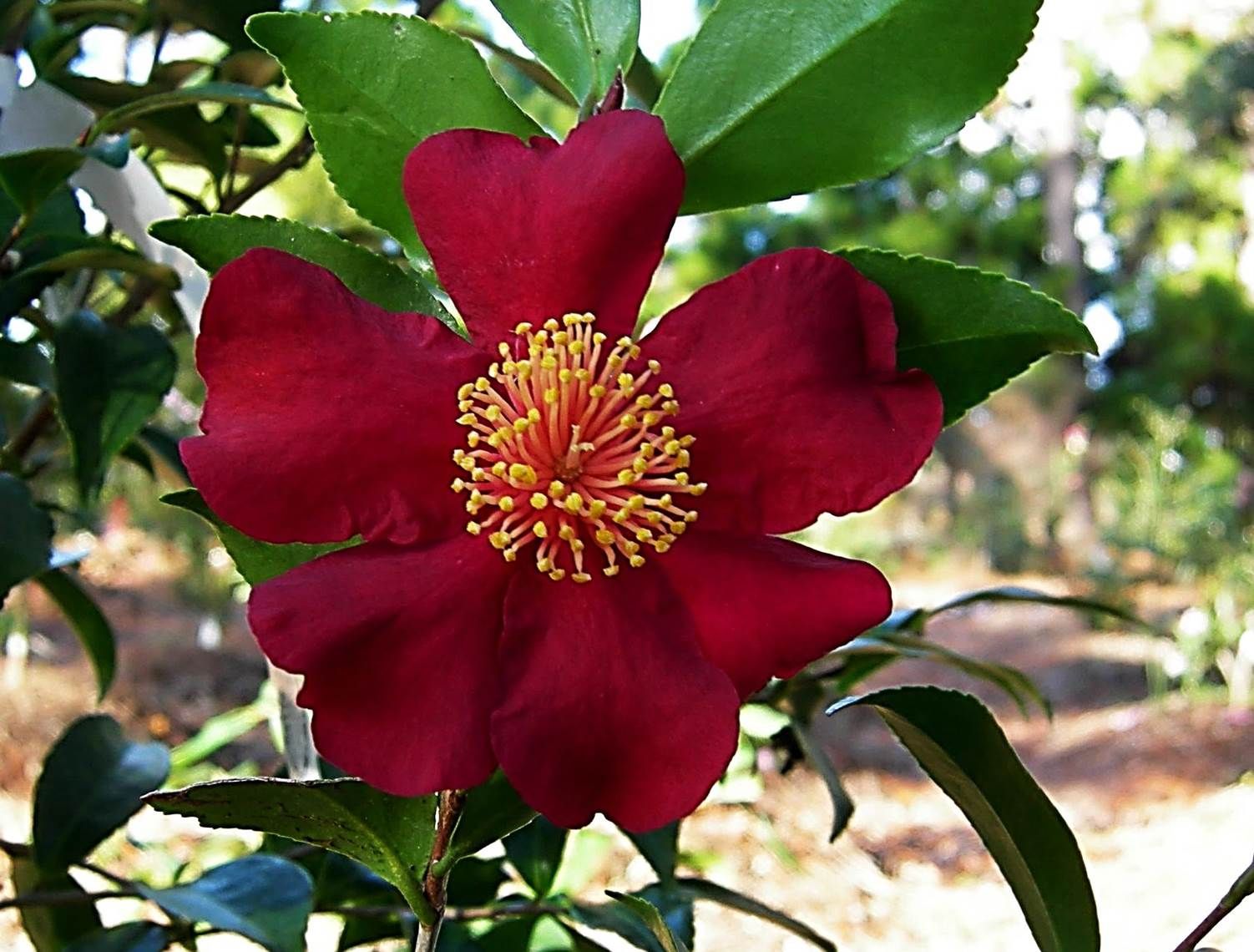 images/plants/camellia/cam-october-magic-crimson-clover/cam-october-magic-crimson-clover-0001.jpg
