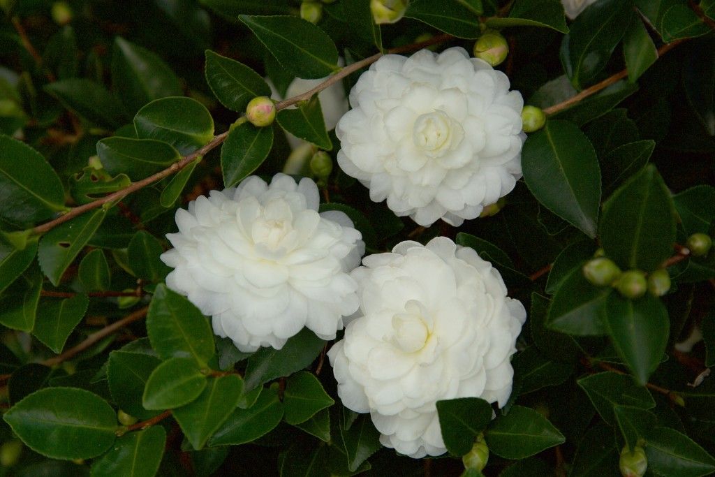 images/plants/camellia/cam-october-magic-white-shi-shi/cam-october-magic-white-shi-shi-0002.jpg