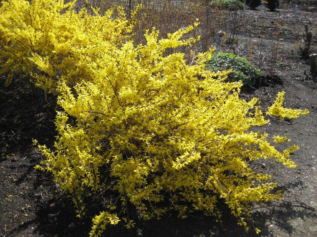 images/plants/forsythia/for-magical-gold/for-magical-gold-0001.jpg