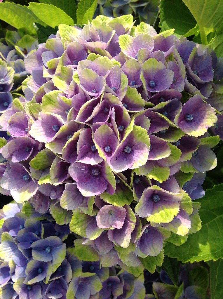 images/plants/hydrangea/hyd-magical-everlasting-amethyst/hyd-magical-everlasting-amethyst-0012.jpg