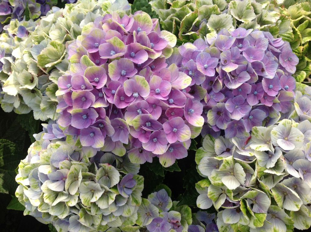 images/plants/hydrangea/hyd-magical-everlasting-amethyst/hyd-magical-everlasting-amethyst-0014.jpg