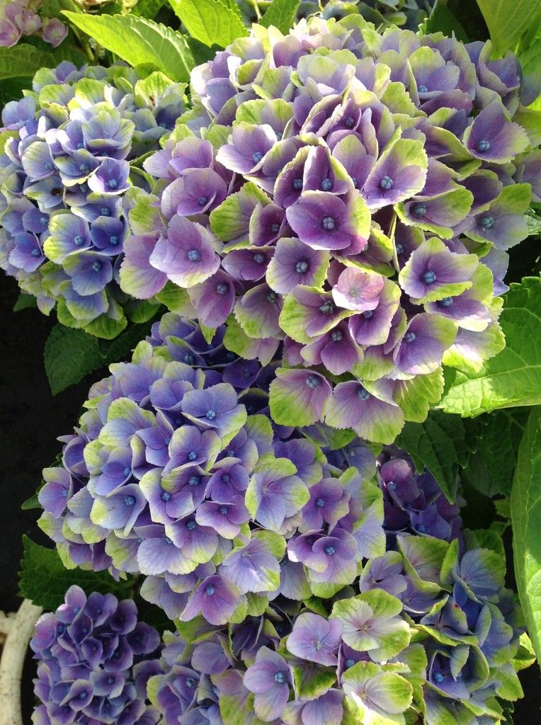 images/plants/hydrangea/hyd-magical-everlasting-amethyst/hyd-magical-everlasting-amethyst-0015.jpg