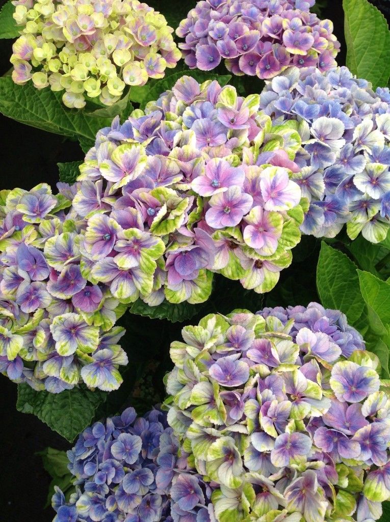 images/plants/hydrangea/hyd-magical-everlasting-amethyst/hyd-magical-everlasting-amethyst-0016.jpg