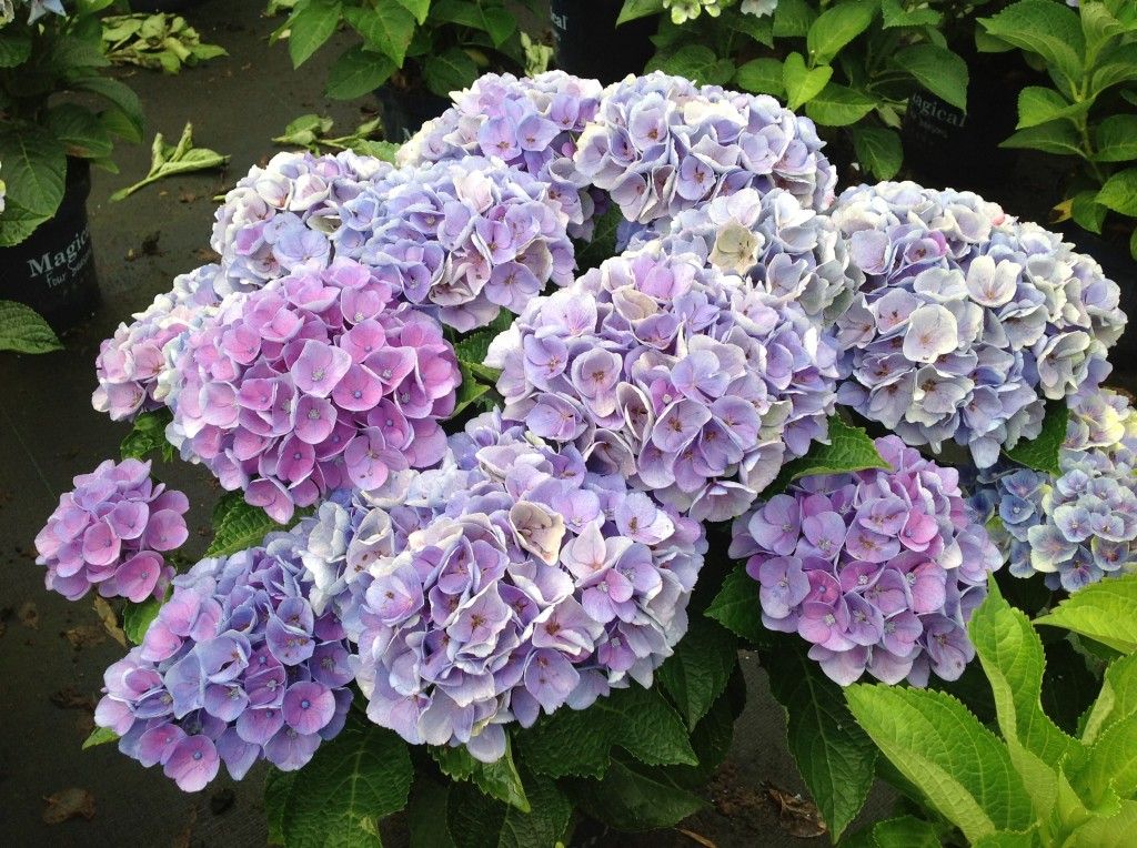 images/plants/hydrangea/hyd-magical-everlasting-amethyst/hyd-magical-everlasting-amethyst-0022.jpg