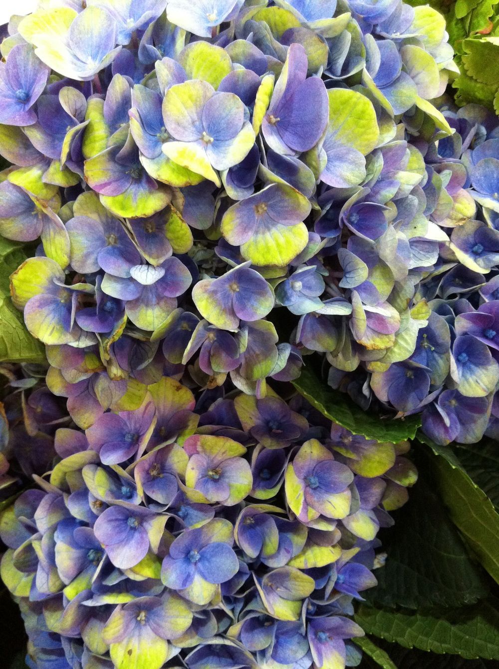 images/plants/hydrangea/hyd-magical-everlasting-amethyst/hyd-magical-everlasting-amethyst-0024.jpg