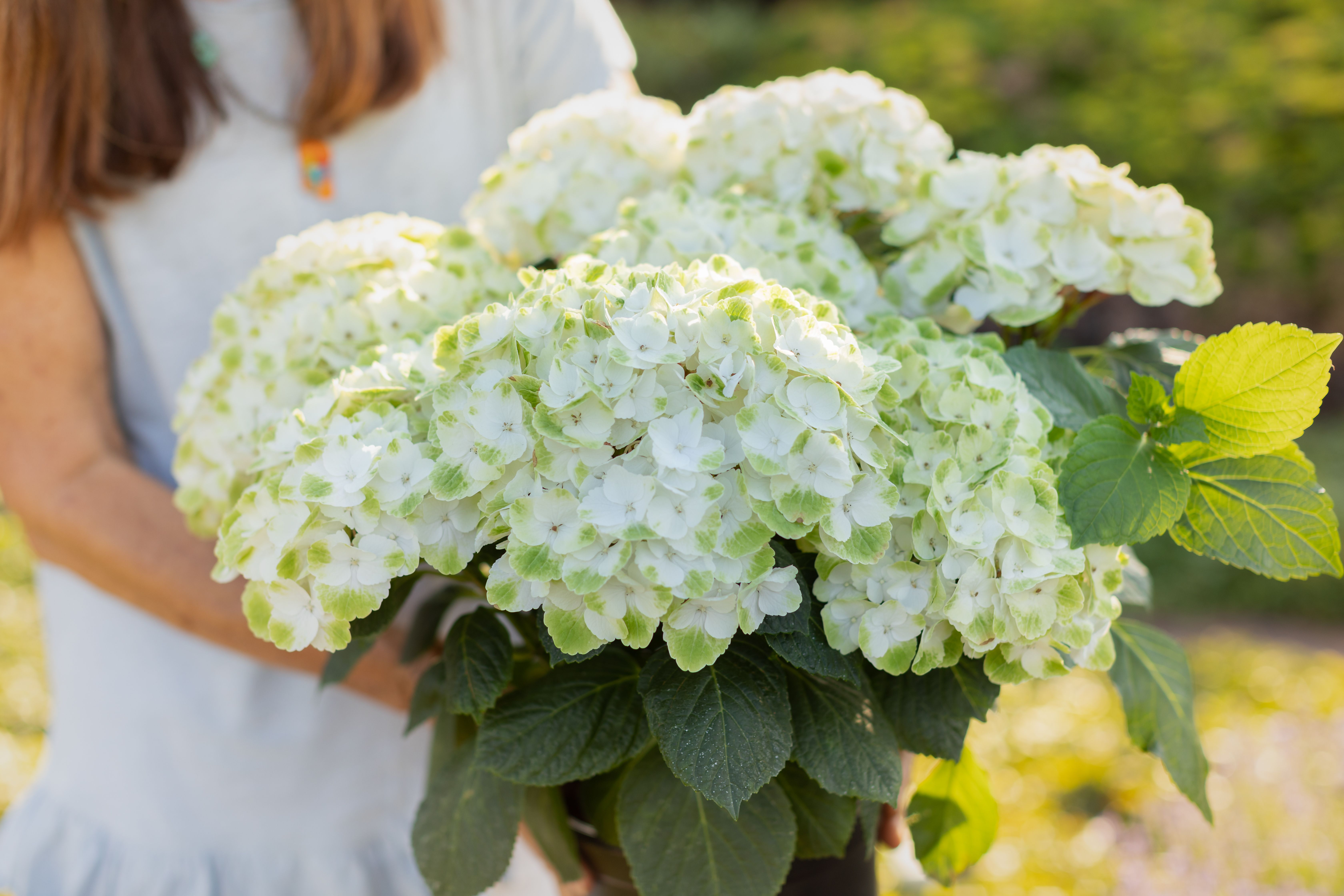 images/plants/hydrangea/hyd-magical-everlasting-noblesse/hyd-magical-everlasting-noblesse-0001.jpg