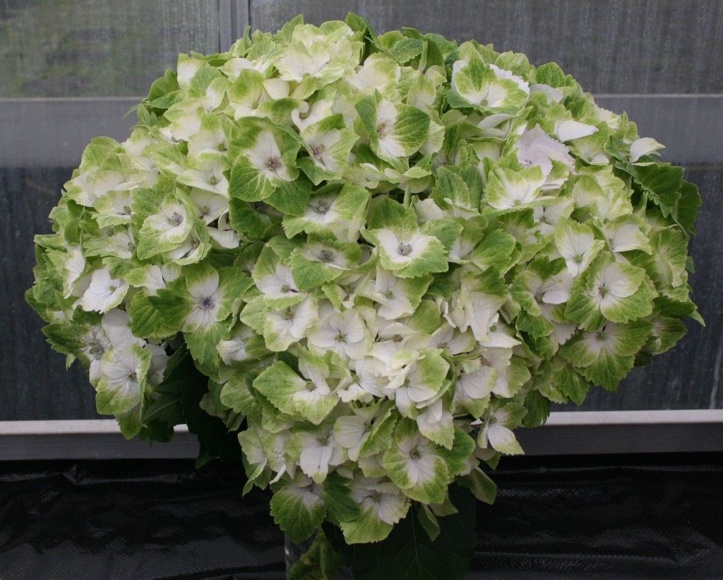 images/plants/hydrangea/hyd-magical-everlasting-noblesse/hyd-magical-everlasting-noblesse-0003.jpg