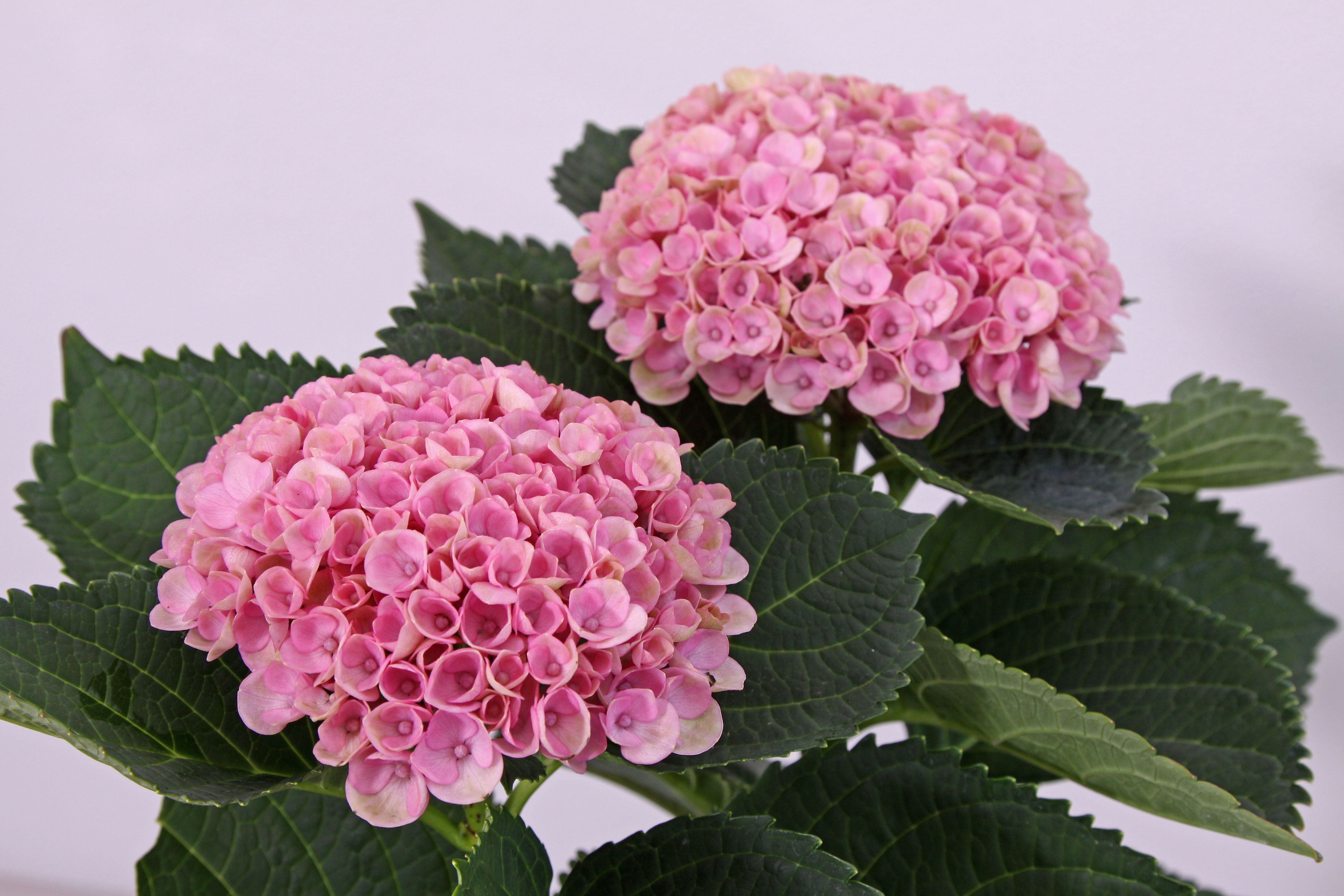 images/plants/hydrangea/hyd-magical-everlasting-revolution/hyd-magical-everlasting-revolution-0003.jpg