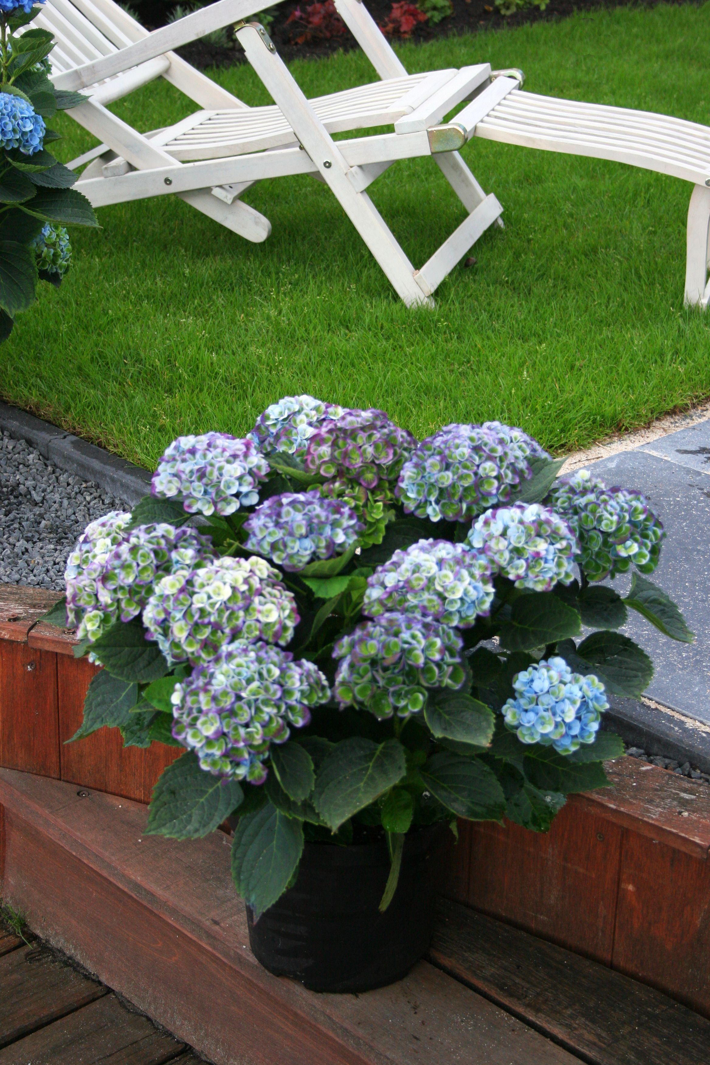 images/plants/hydrangea/hyd-magical-everlasting-revolution/hyd-magical-everlasting-revolution-0009.jpg