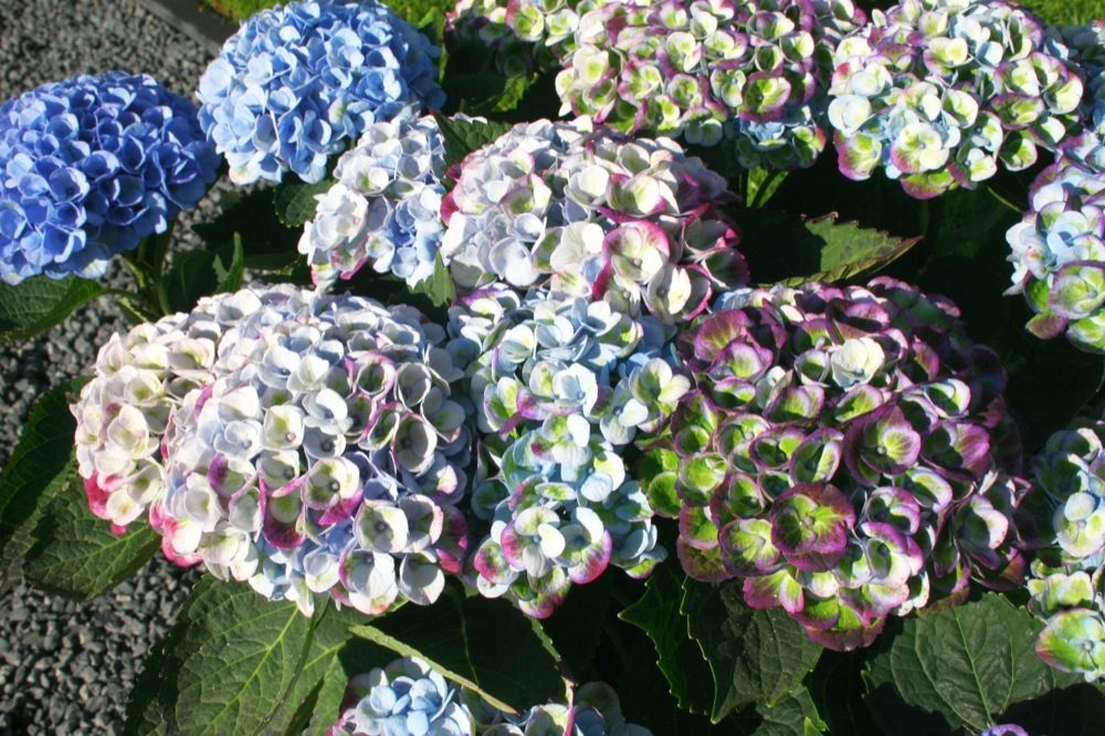images/plants/hydrangea/hyd-magical-everlasting-revolution/hyd-magical-everlasting-revolution-0010.jpg