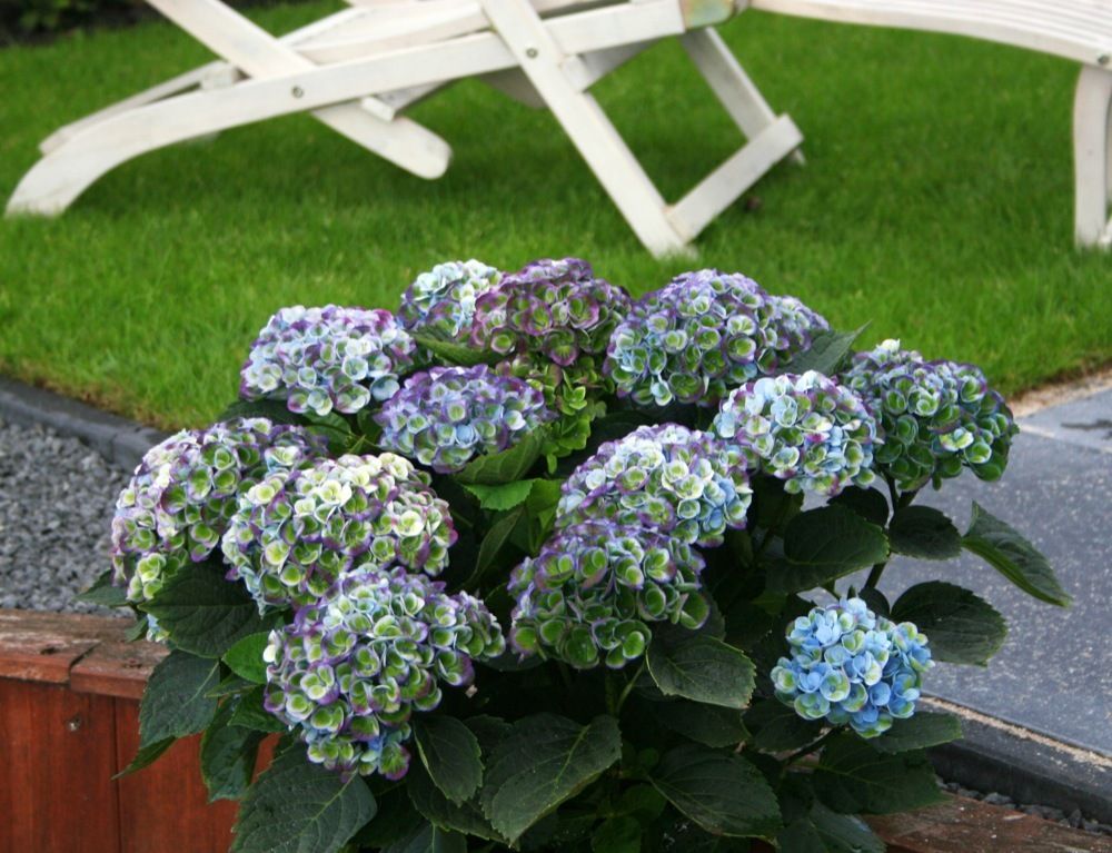 images/plants/hydrangea/hyd-magical-everlasting-revolution/hyd-magical-everlasting-revolution-0011.jpg