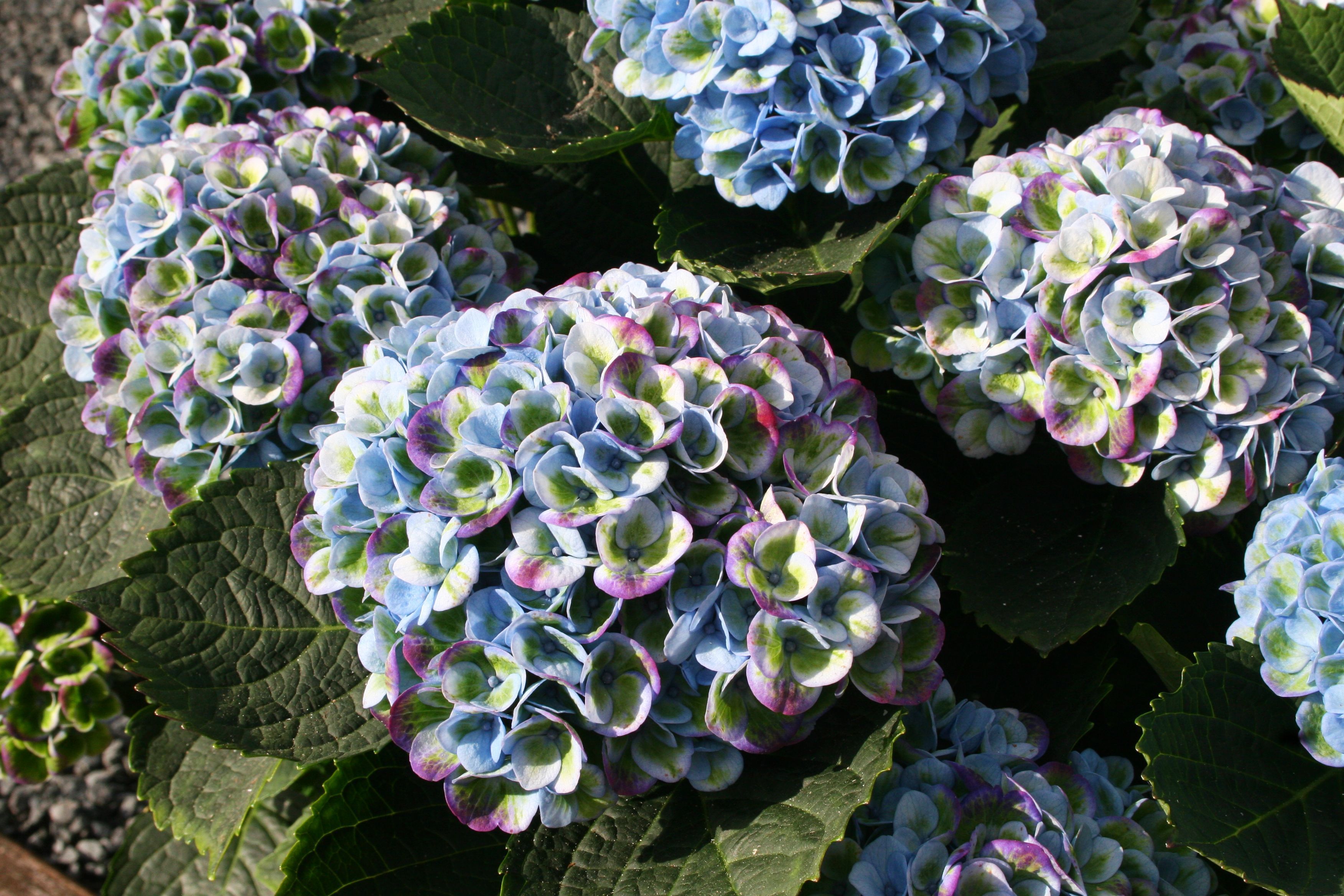 images/plants/hydrangea/hyd-magical-everlasting-revolution/hyd-magical-everlasting-revolution-0012.jpg
