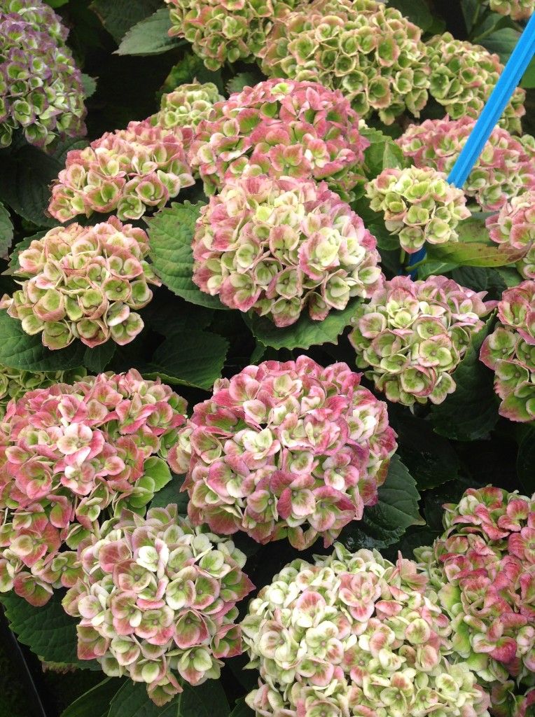 images/plants/hydrangea/hyd-magical-everlasting-revolution/hyd-magical-everlasting-revolution-0018.jpg