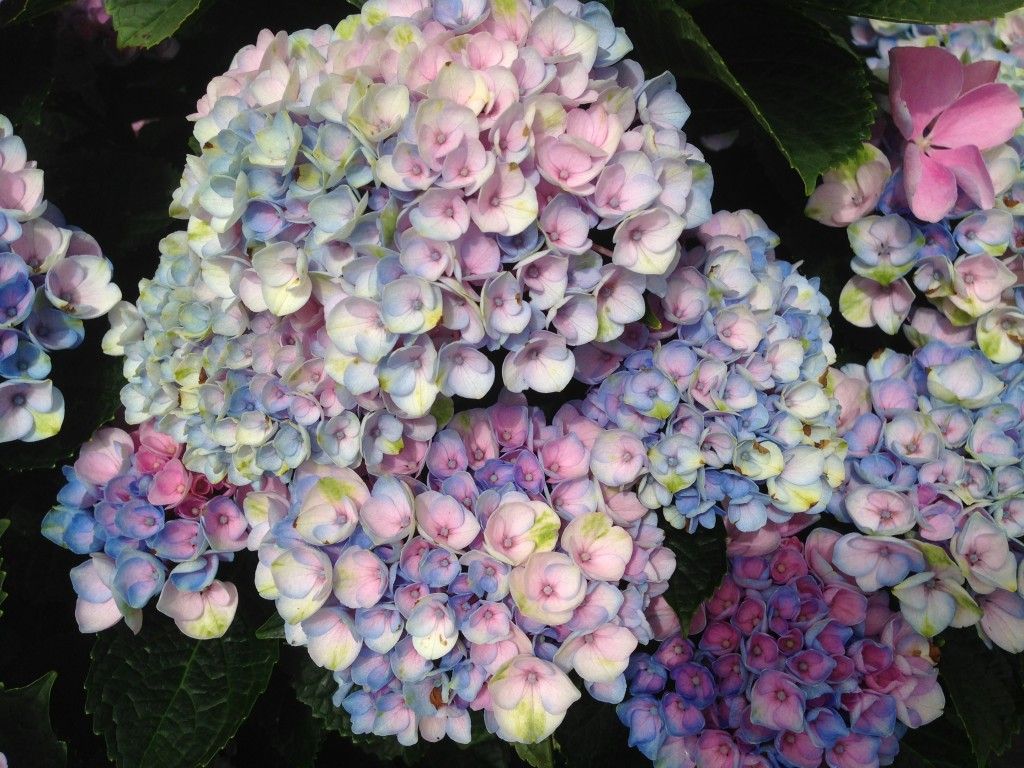 images/plants/hydrangea/hyd-magical-everlasting-revolution/hyd-magical-everlasting-revolution-0024.jpg