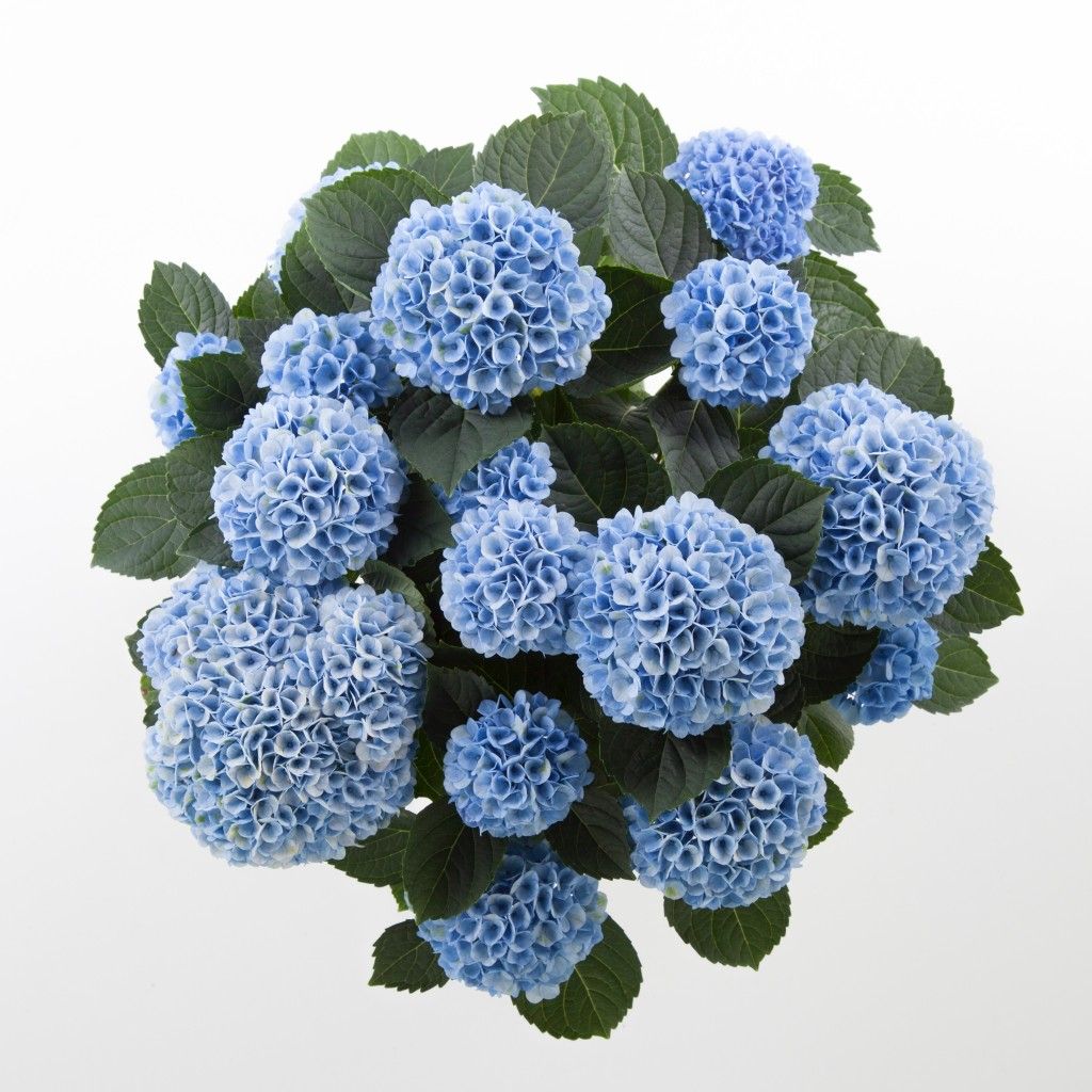 images/plants/hydrangea/hyd-magical-everlasting-revolution/hyd-magical-everlasting-revolution-0035.jpg