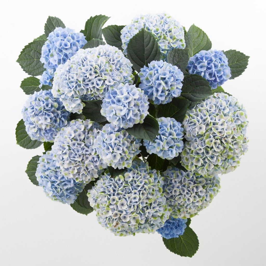 images/plants/hydrangea/hyd-magical-everlasting-revolution/hyd-magical-everlasting-revolution-0038.jpg
