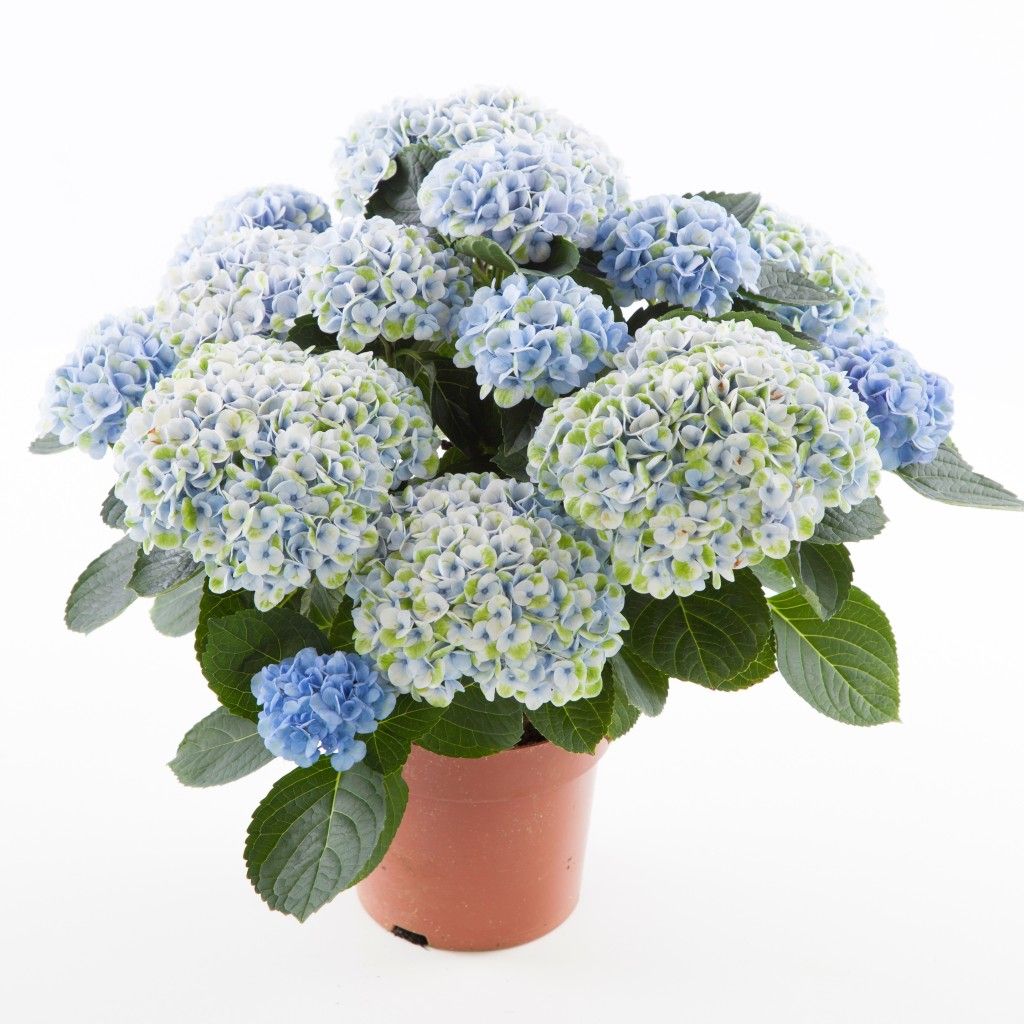 images/plants/hydrangea/hyd-magical-everlasting-revolution/hyd-magical-everlasting-revolution-0039.jpg