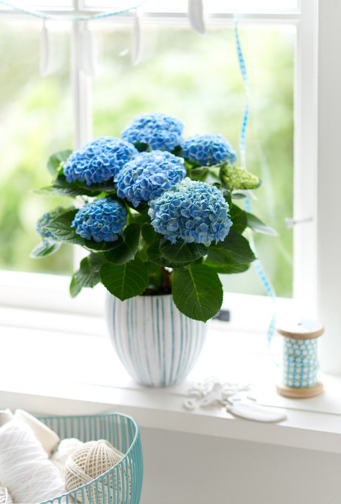 images/plants/hydrangea/hyd-magical-everlasting-revolution/hyd-magical-everlasting-revolution-0048.jpg