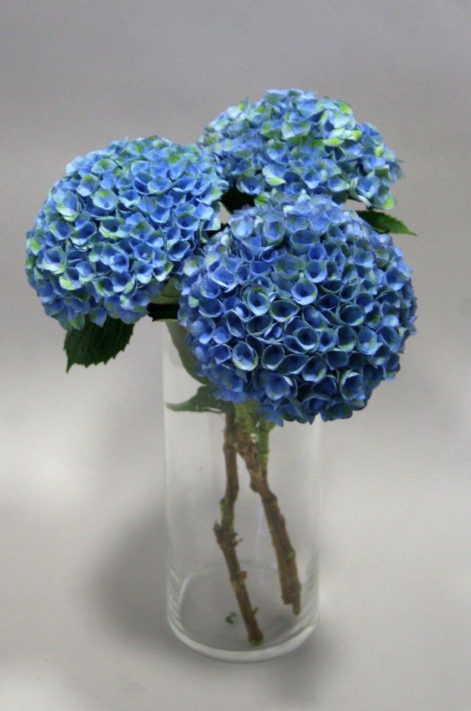 images/plants/hydrangea/hyd-magical-everlasting-revolution/hyd-magical-everlasting-revolution-0050.jpg