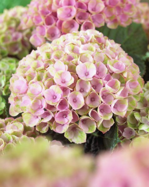 images/plants/hydrangea/hyd-magical-everlasting-revolution/hyd-magical-everlasting-revolution-0052.jpg