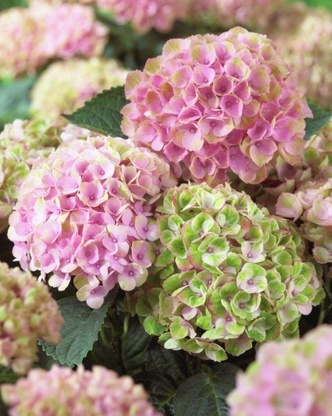 images/plants/hydrangea/hyd-magical-everlasting-revolution/hyd-magical-everlasting-revolution-0054.jpg