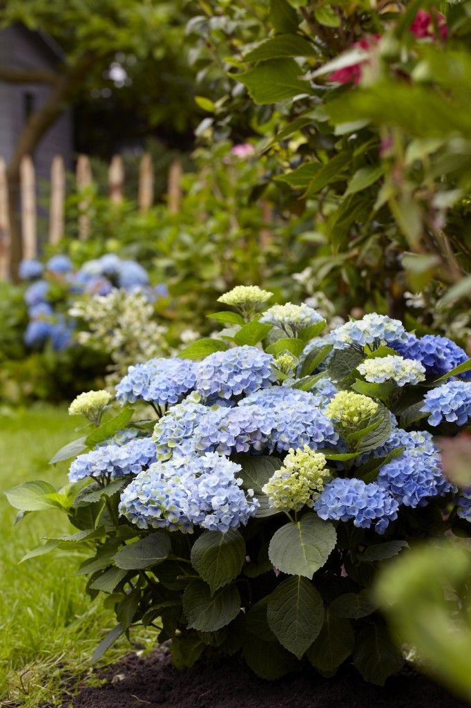 images/plants/hydrangea/hyd-magical-everlasting-revolution/hyd-magical-everlasting-revolution-0055.jpg