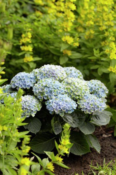 images/plants/hydrangea/hyd-magical-everlasting-revolution/hyd-magical-everlasting-revolution-0056.jpg