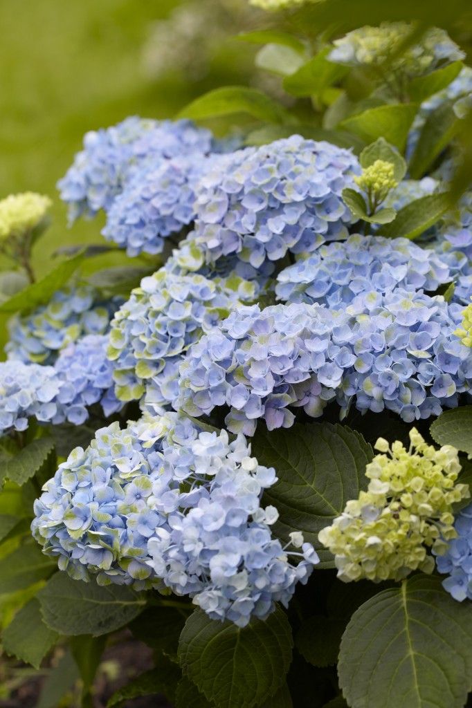 images/plants/hydrangea/hyd-magical-everlasting-revolution/hyd-magical-everlasting-revolution-0058.jpg