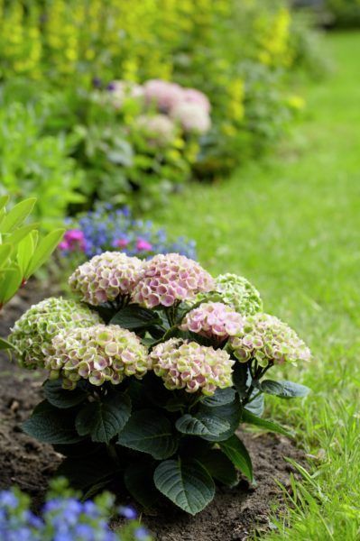 images/plants/hydrangea/hyd-magical-everlasting-revolution/hyd-magical-everlasting-revolution-0059.jpg