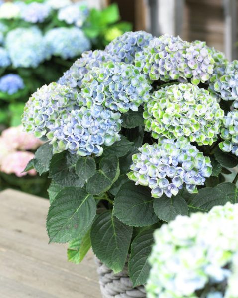 images/plants/hydrangea/hyd-magical-everlasting-revolution/hyd-magical-everlasting-revolution-0061.jpg