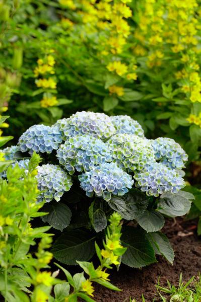 images/plants/hydrangea/hyd-magical-everlasting-revolution/hyd-magical-everlasting-revolution-0065.jpg