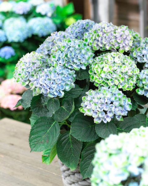 images/plants/hydrangea/hyd-magical-everlasting-revolution/hyd-magical-everlasting-revolution-0069.jpg
