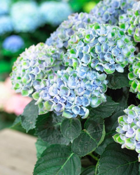images/plants/hydrangea/hyd-magical-everlasting-revolution/hyd-magical-everlasting-revolution-0070.jpg
