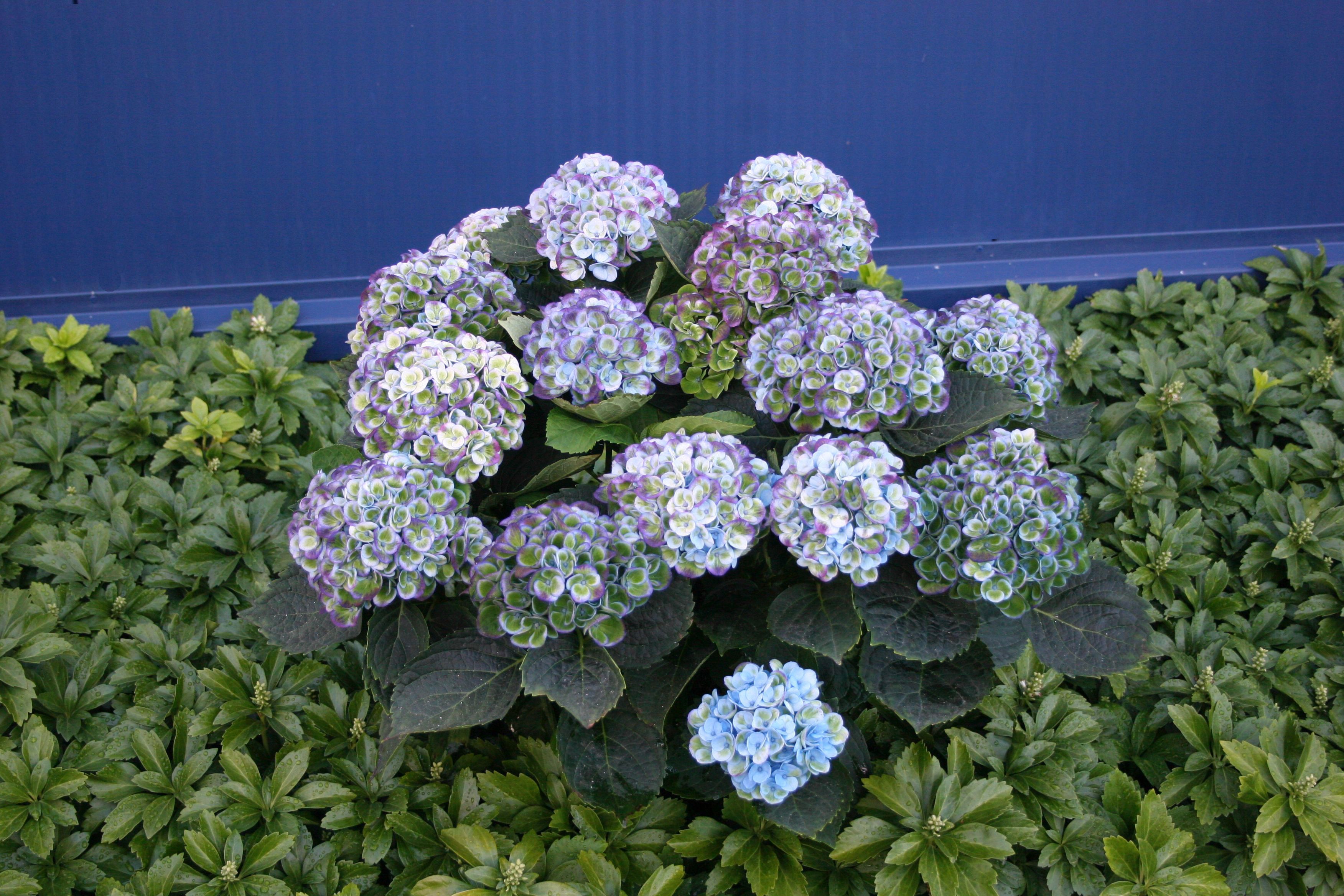 images/plants/hydrangea/hyd-magical-everlasting-revolution/hyd-magical-everlasting-revolution-0077.jpg