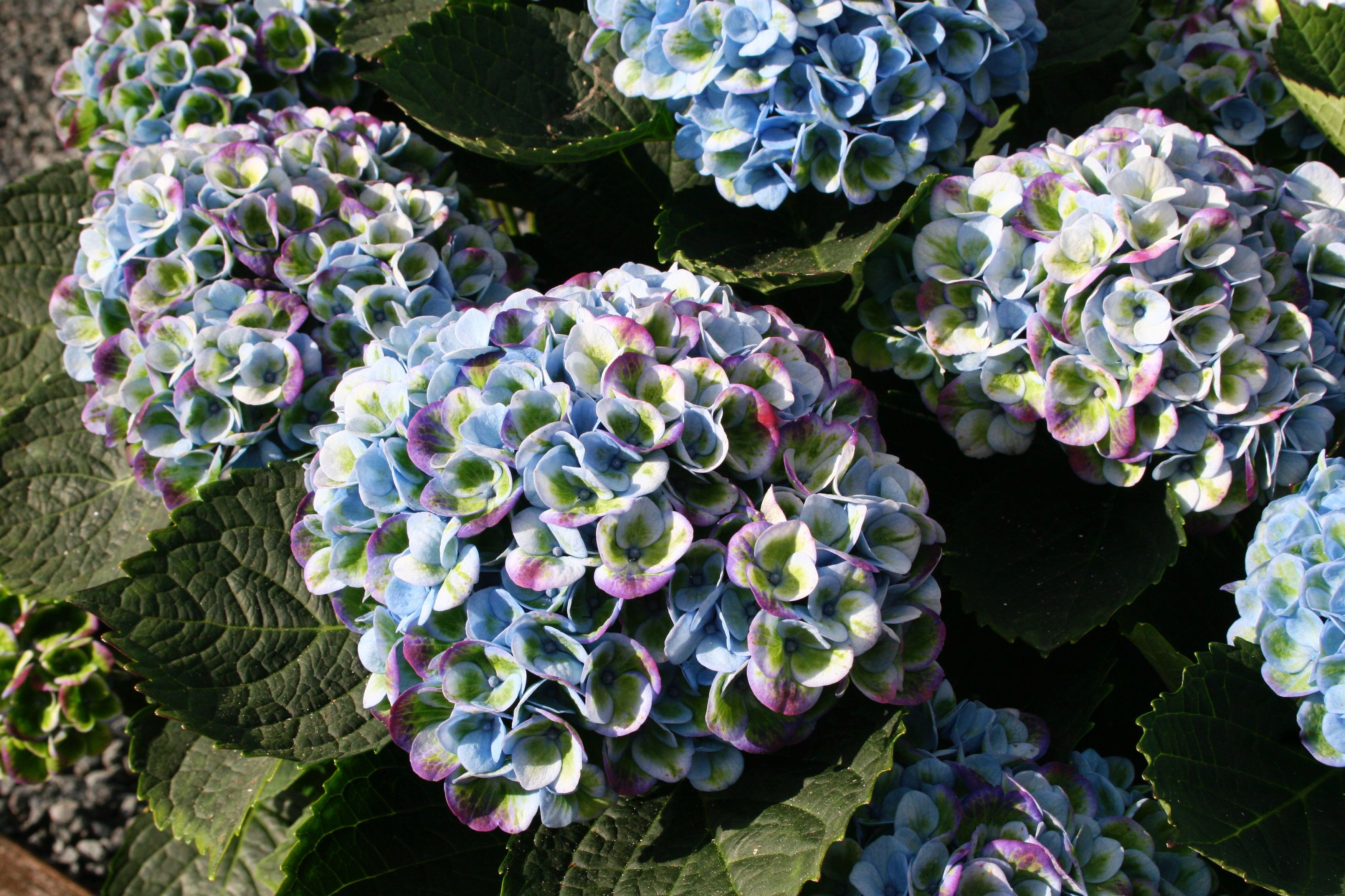 images/plants/hydrangea/hyd-magical-everlasting-revolution/hyd-magical-everlasting-revolution-0088.jpg