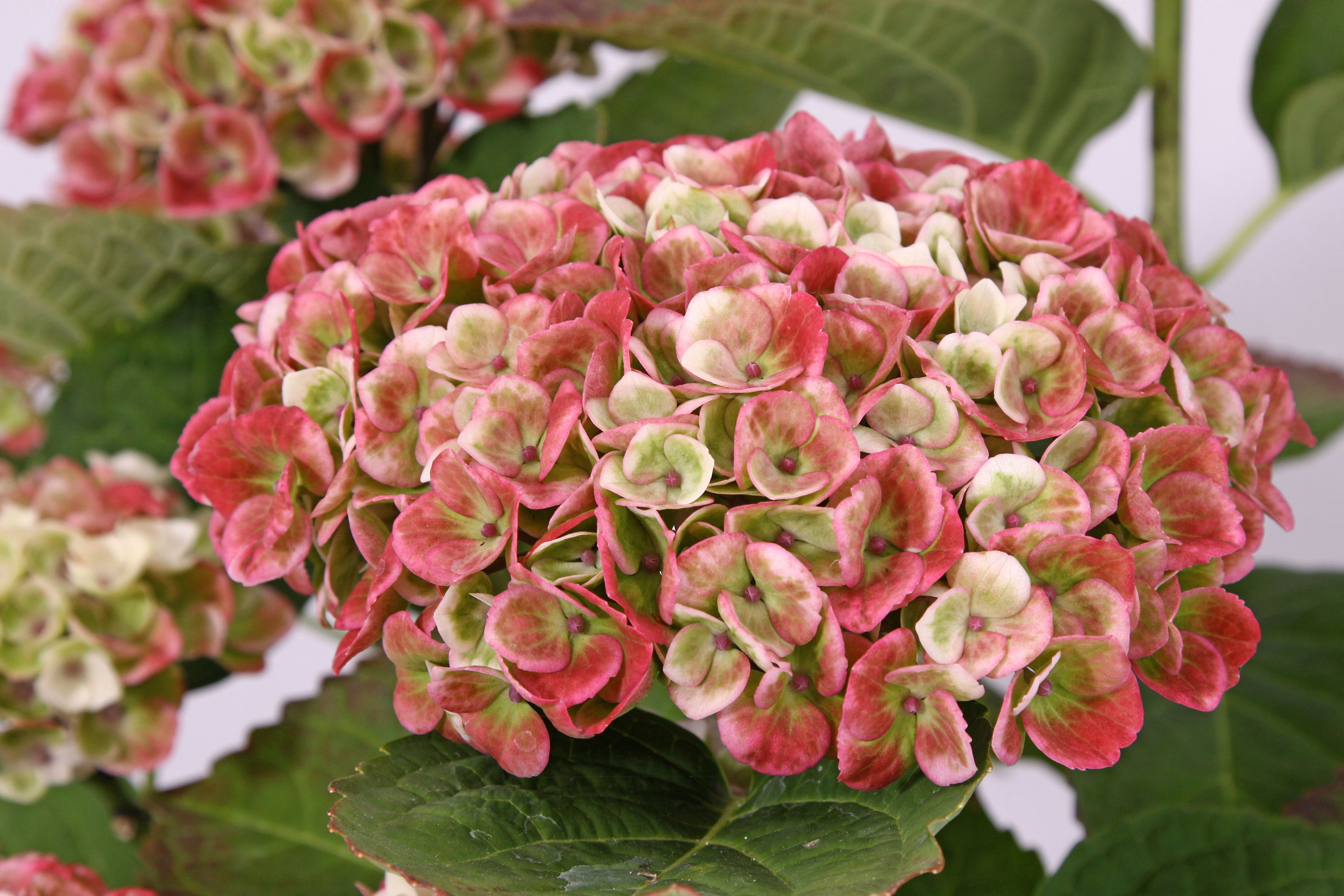 images/plants/hydrangea/hyd-magical-everlasting-revolution/hyd-magical-everlasting-revolution-0090.jpg