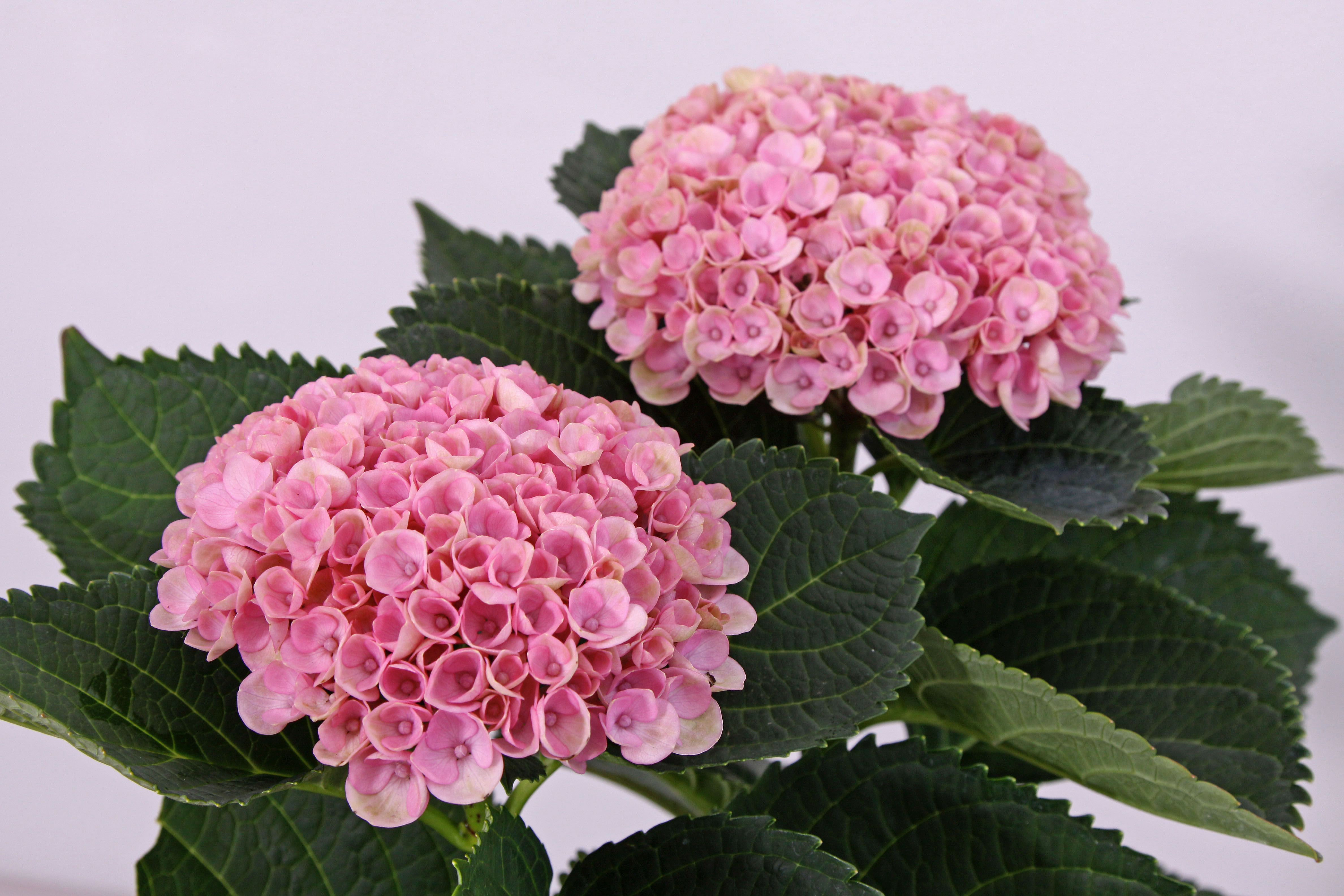 images/plants/hydrangea/hyd-magical-everlasting-revolution/hyd-magical-everlasting-revolution-0091.jpg
