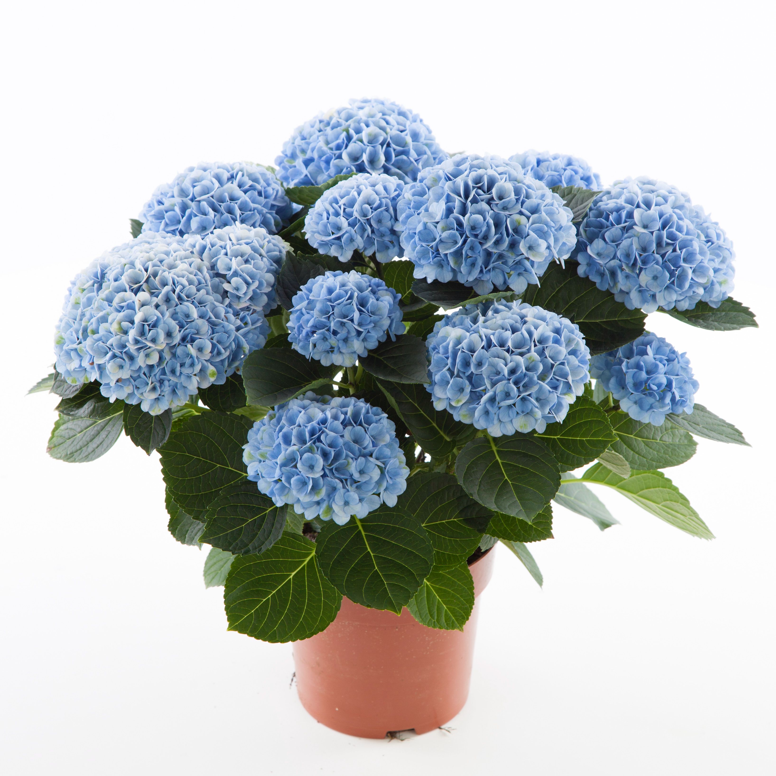 images/plants/hydrangea/hyd-magical-everlasting-revolution/hyd-magical-everlasting-revolution-0095.jpg