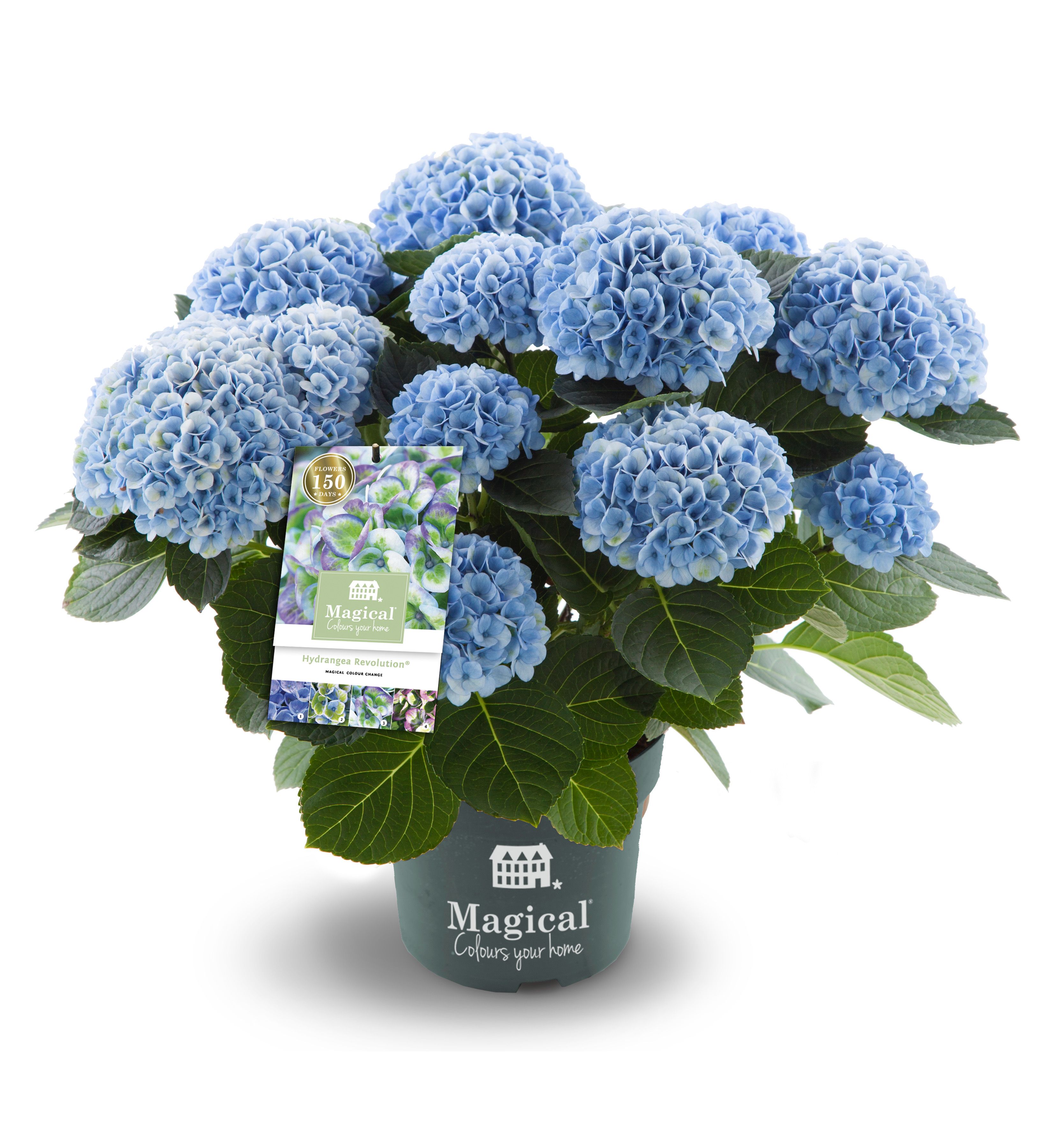 images/plants/hydrangea/hyd-magical-everlasting-revolution/hyd-magical-everlasting-revolution-0096.jpg